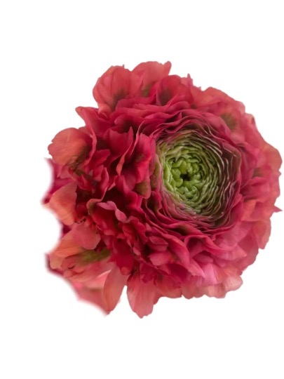 Ranunculus ponpon red