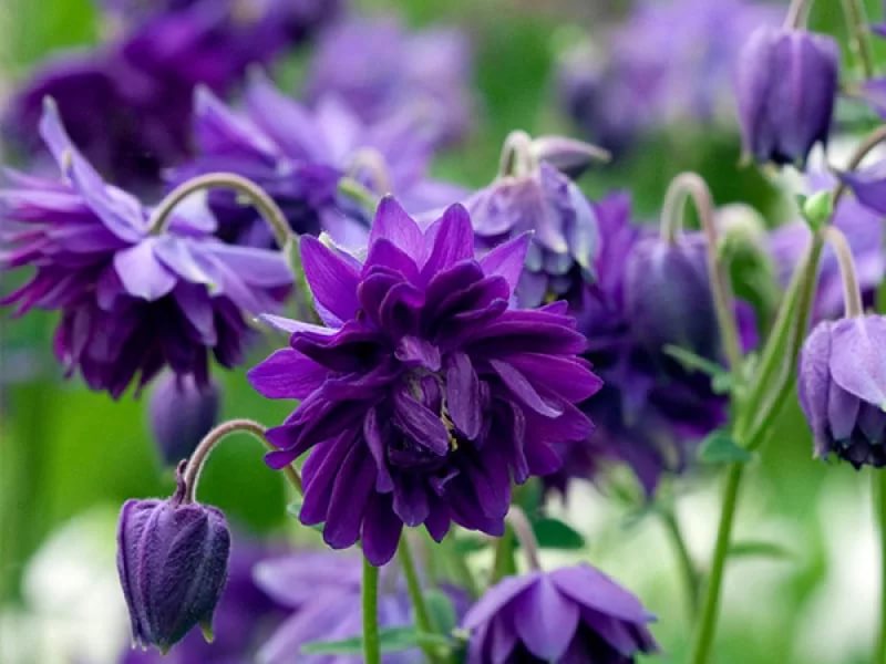 Аквилегия блю барлоу