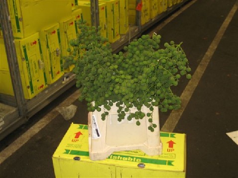 Blad Ruscus italia vrf goud