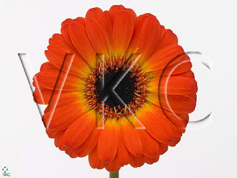 Gerbera Mini sunshine mania