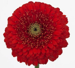 Гербера мини терра орион в Москве