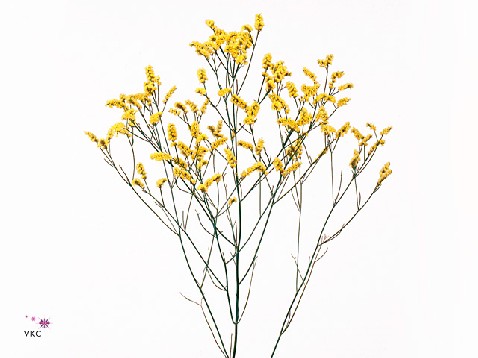 Limonium lemon diamond