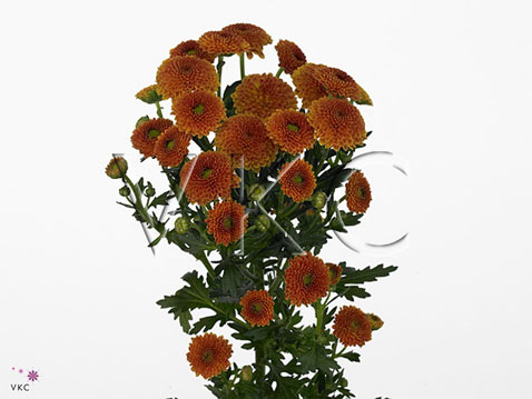 Chrysanthemum santini calimero orange