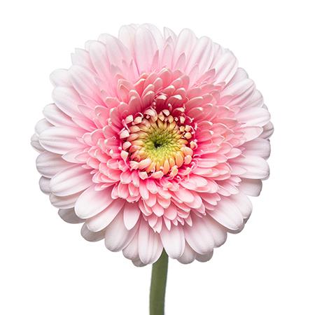 Гербера мини пом треси