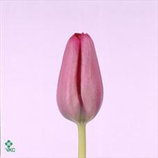 Tulip enkel sweet rosy