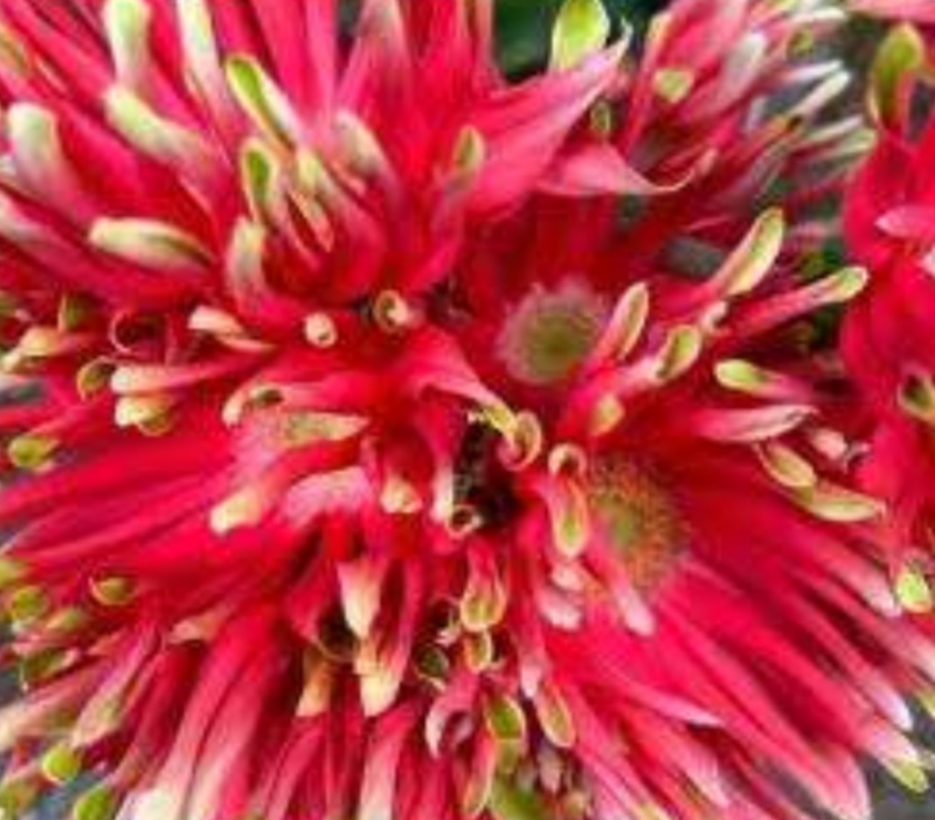 Gerbera victoria