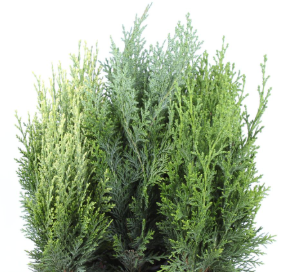 Кипарисовик микс