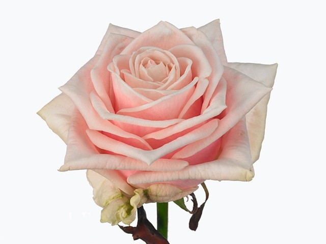 Роза гр свит лав в Москве