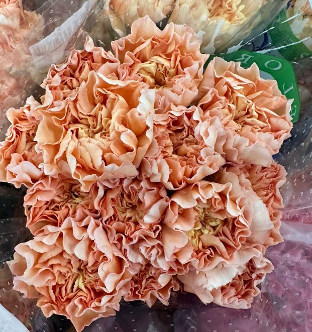 Carnation goldy