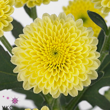 Chrysanthemum santini calimero cream