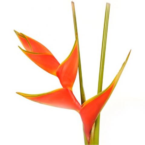 Heliconia oriole orange