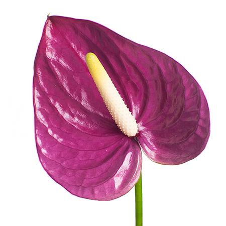 Anthurium violet heart