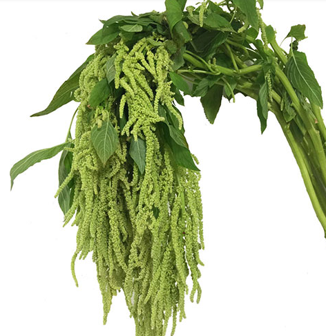 Amaranthus green