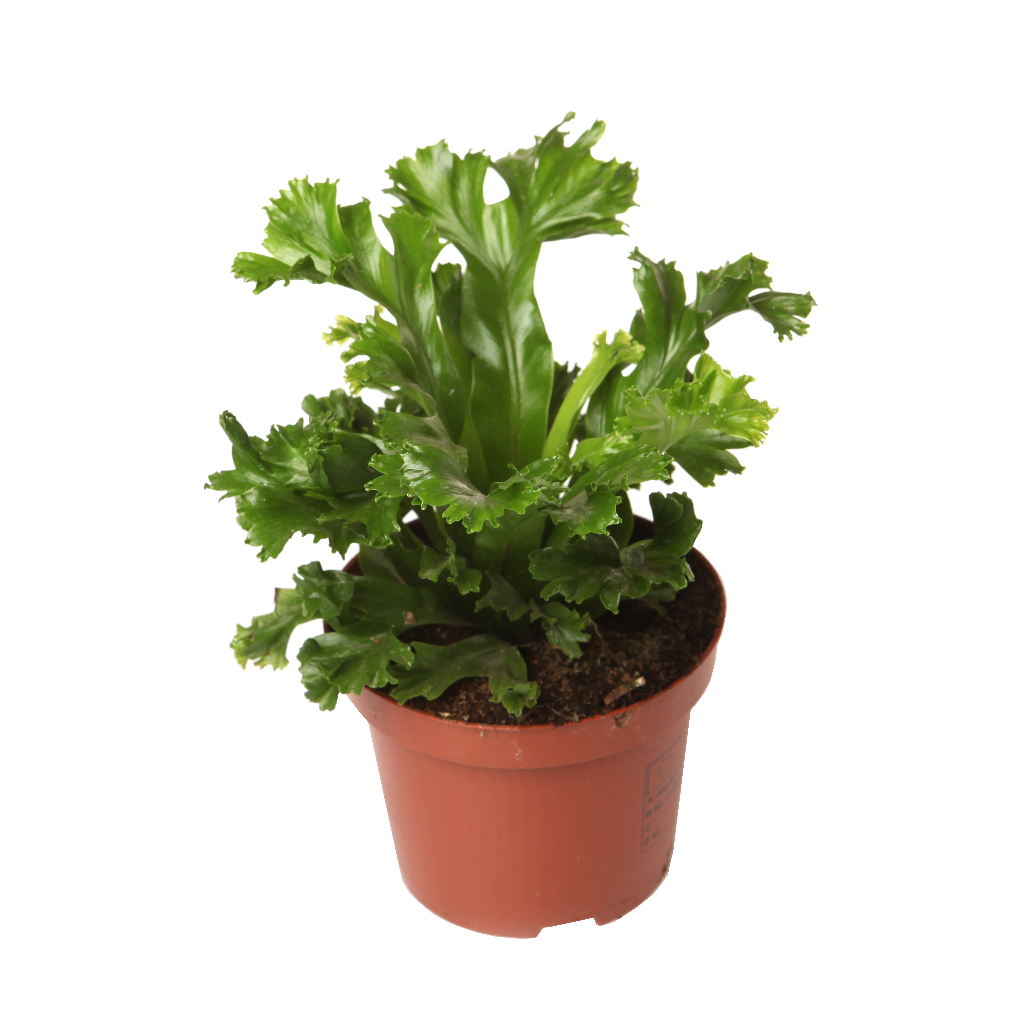 Асплениум лесли. Папоротник асплениум парвати. Асплениум антикум лосака. Асплениум антикум осака 12/25. Папоротник асплениум антикум.