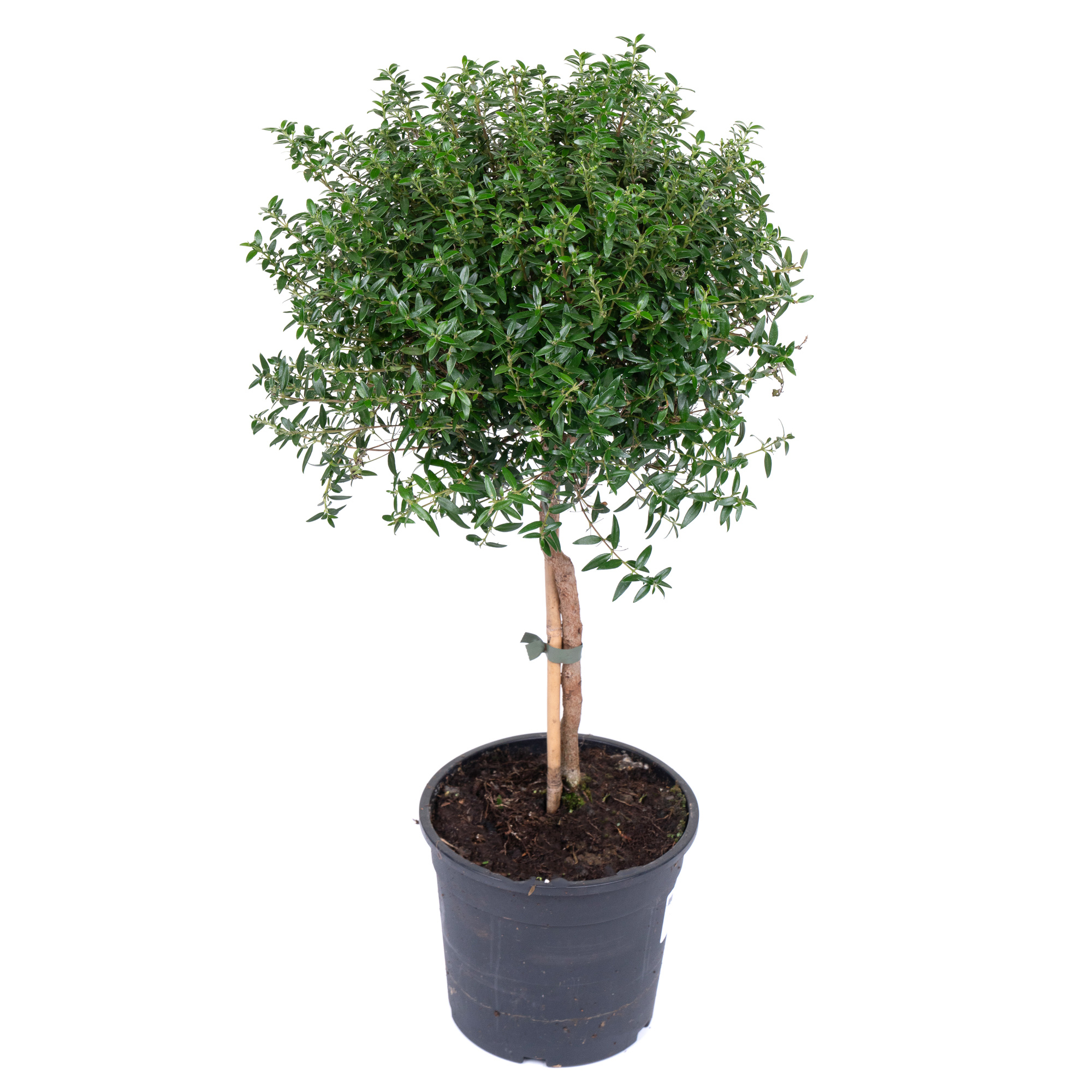 Myrtus communis var Leucocarpa Мирт белоплодный