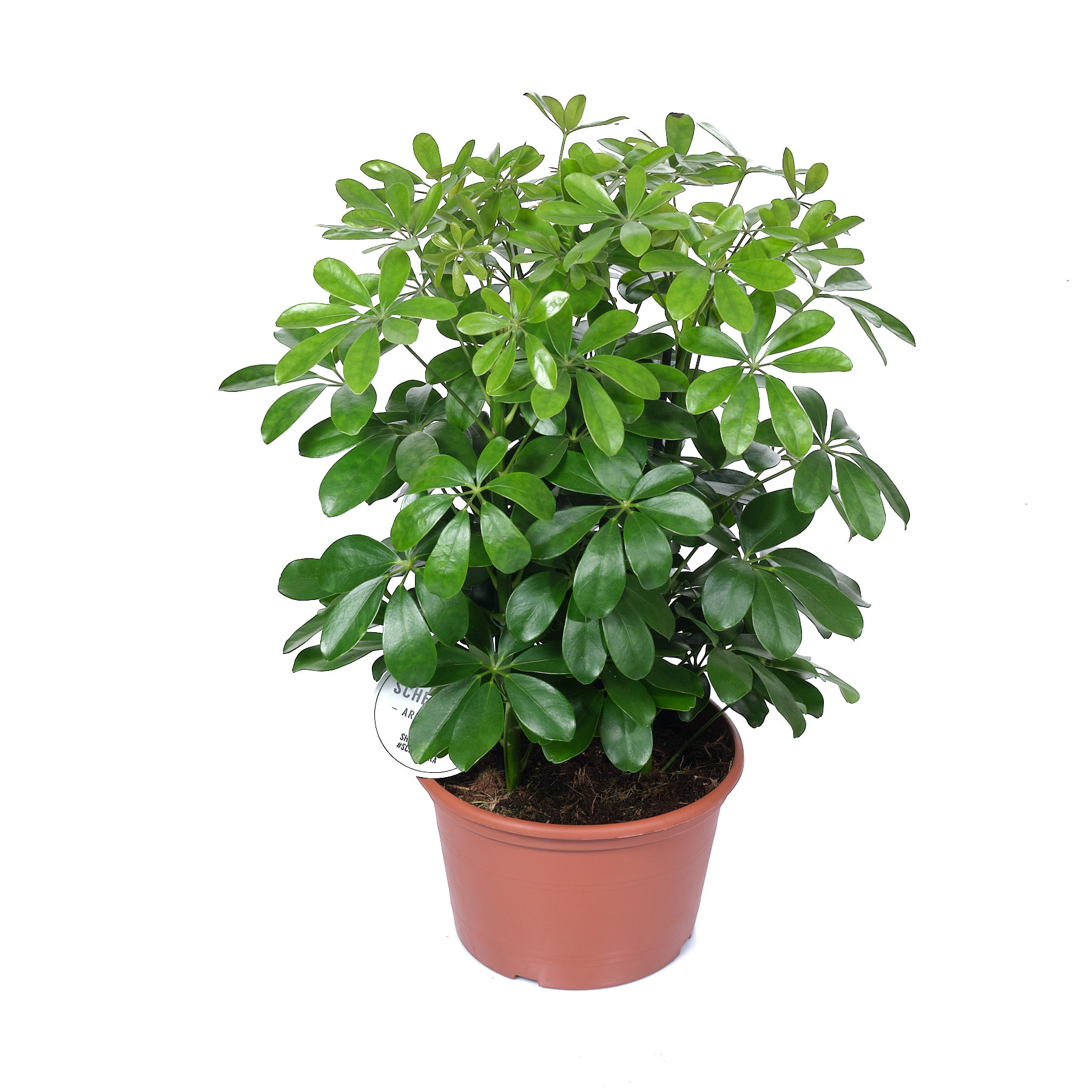 Schefflera Taiwaniana