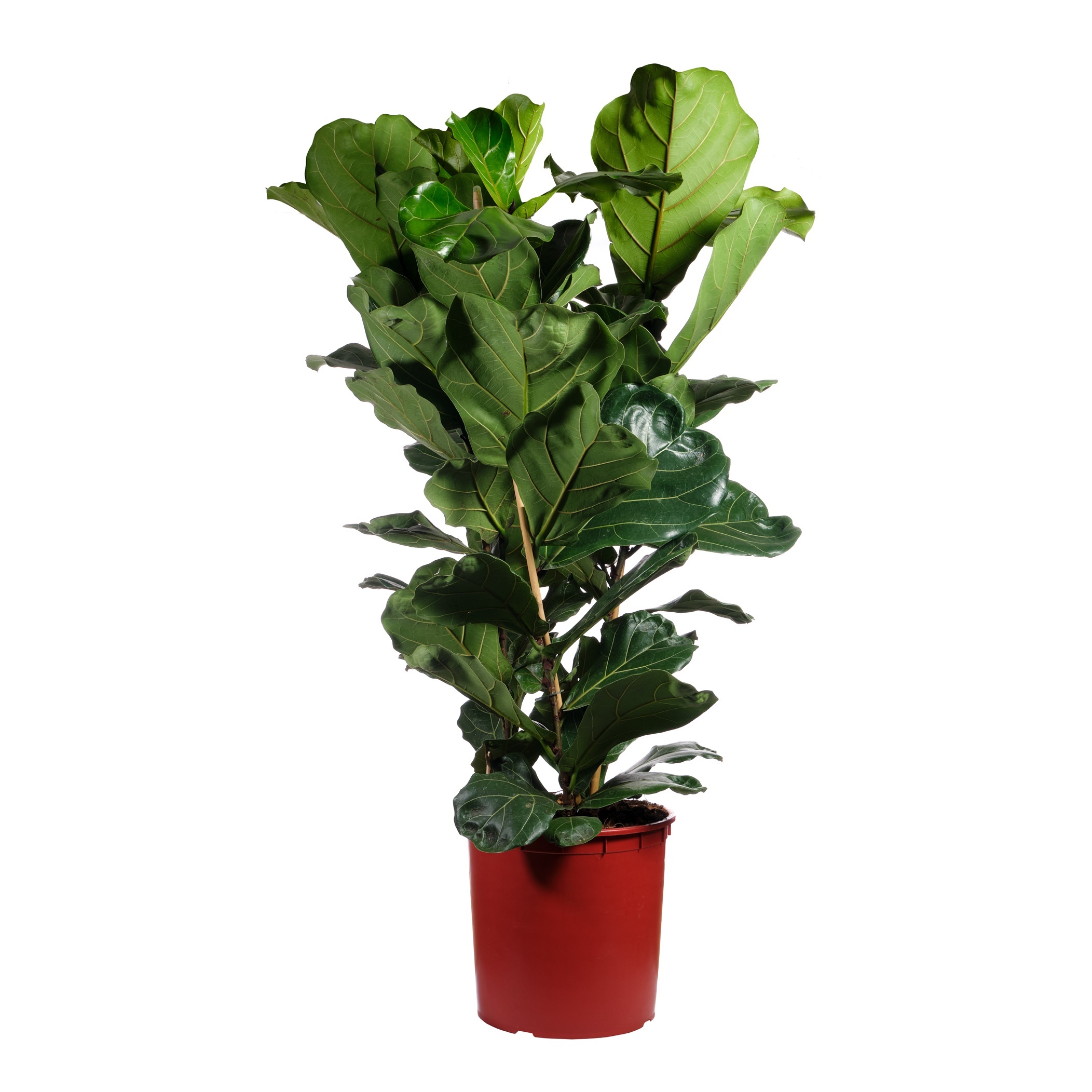 Фикус лирата бамбино. Фикус лирата. Фикус лирата колумнарис. Лирата бамбино приметы и суеверия. Лирата бамбино.