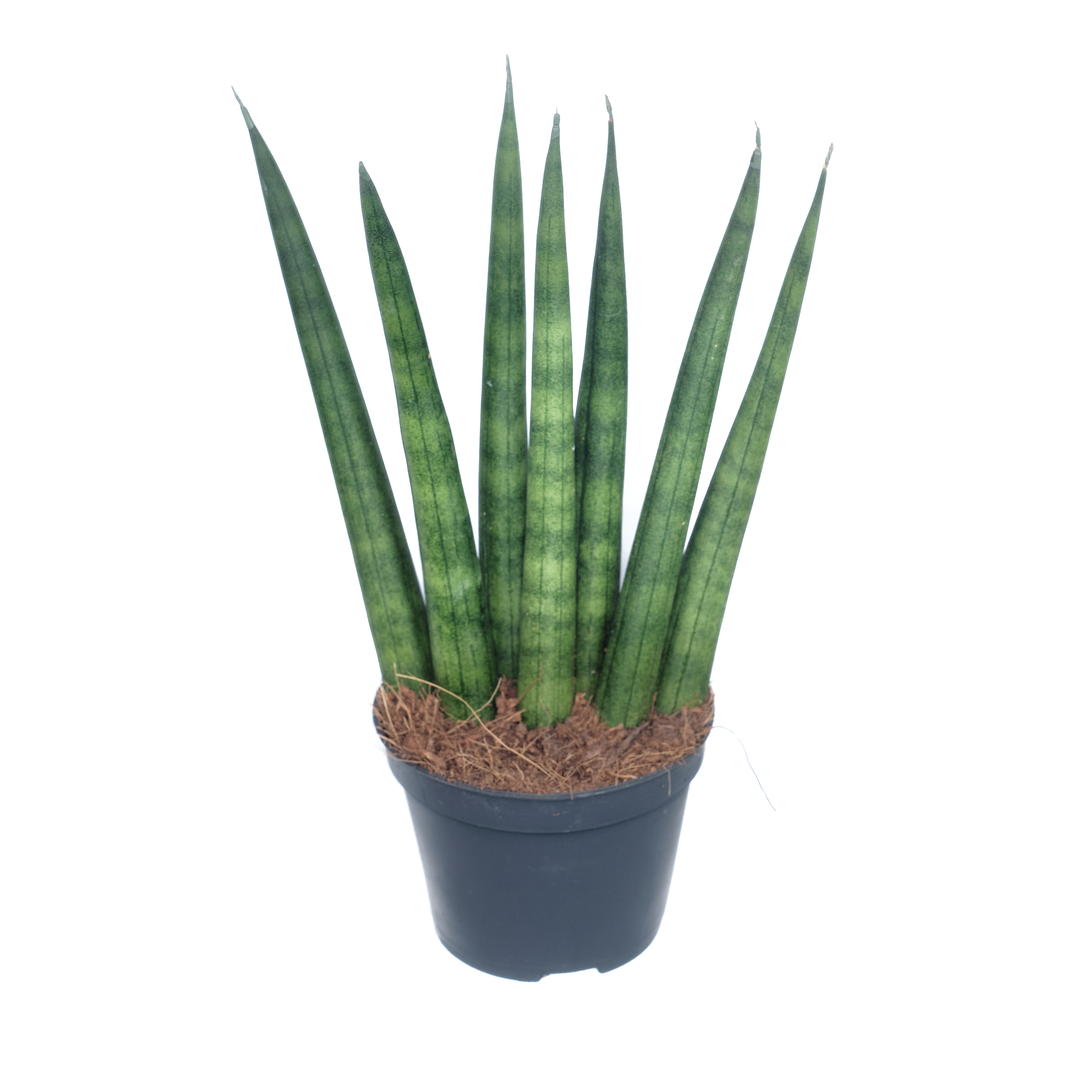 Сансевиерия медуза. Сансевиерия yellowstone. Сансевиерия volkensii. Сансевиерия hallii leopard. Сансевиерия бонсел.