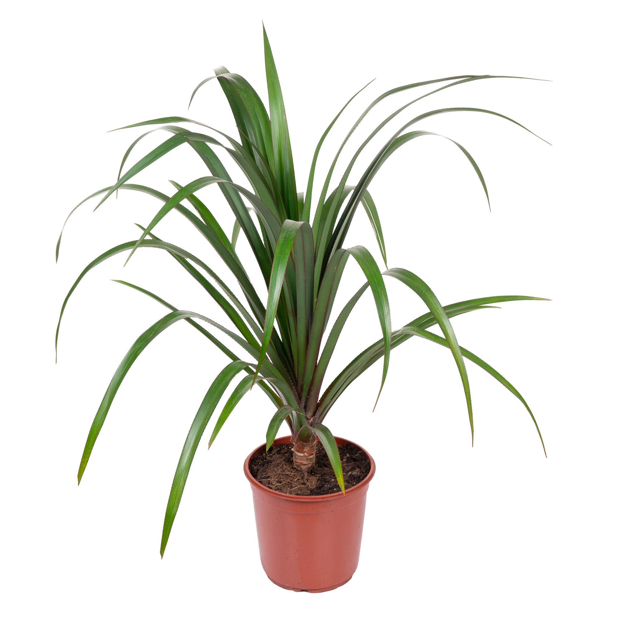 Комнатное растение панданус. Юкка драцена панданус. панданус сандера. пальма панданус. ложная пальма панданус.