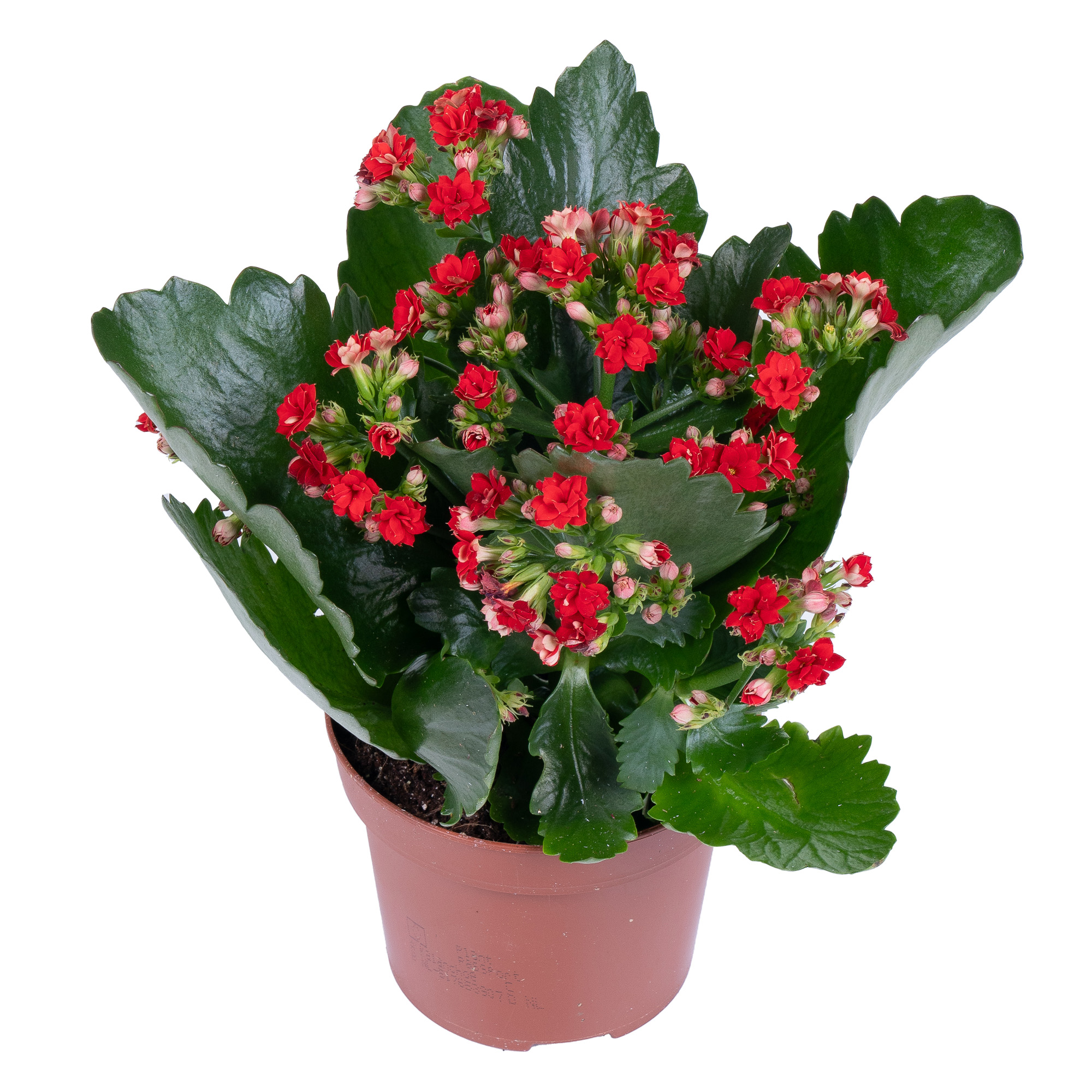 Kalanchoe С†РІРµС‚РѕРє ikea