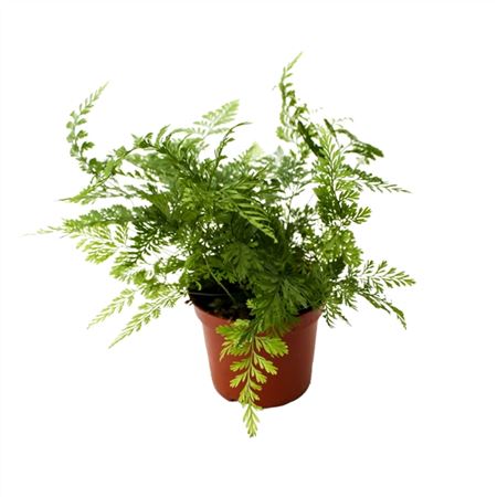 Ледерварен