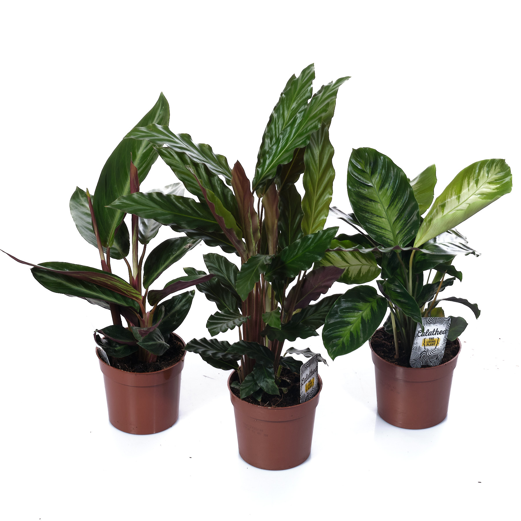 Калатея Микс