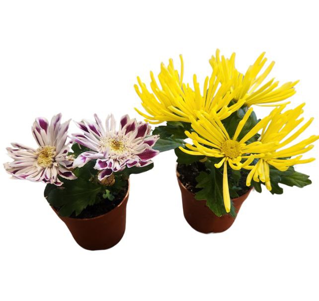 Хавортия Микс