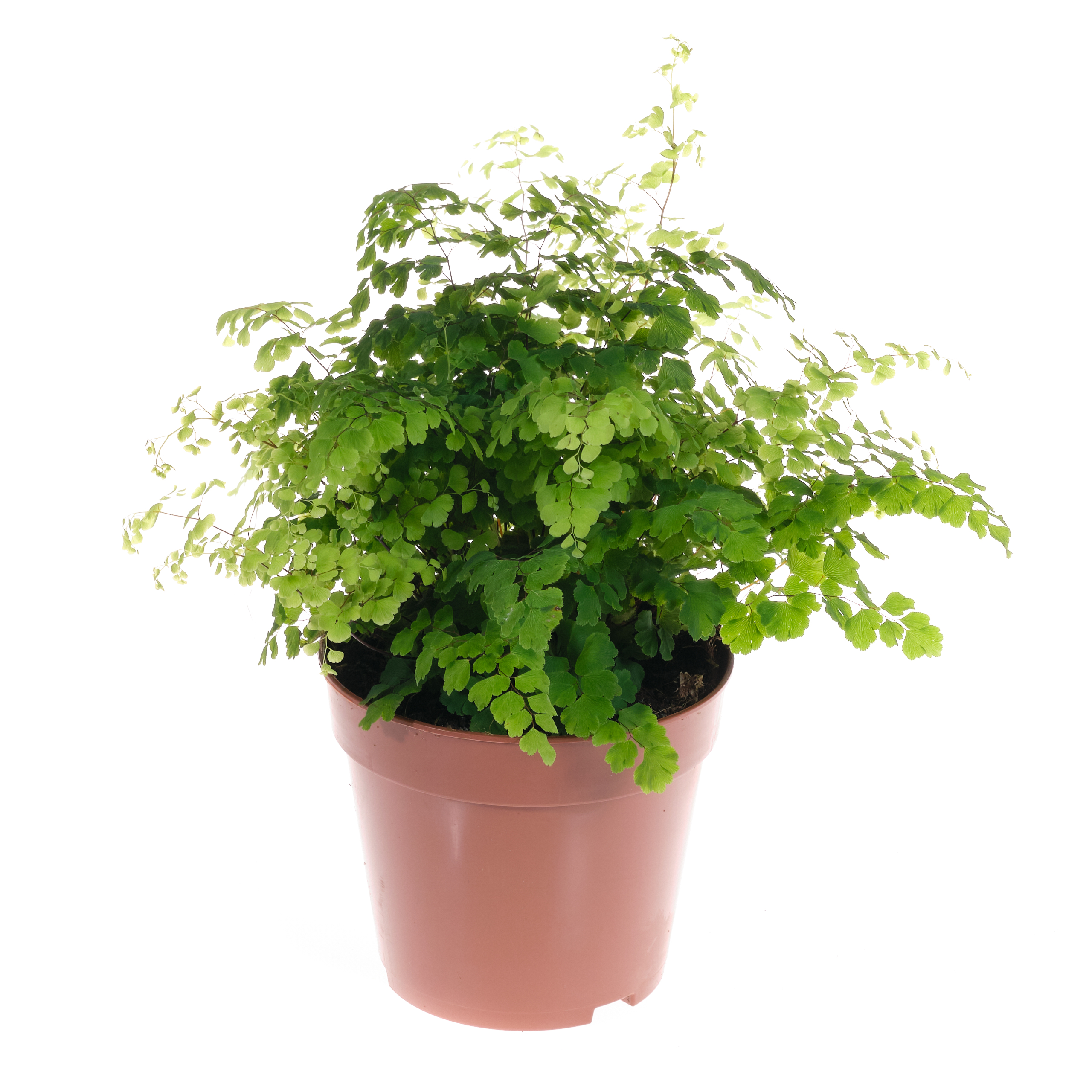 Адиантум Фрагранс