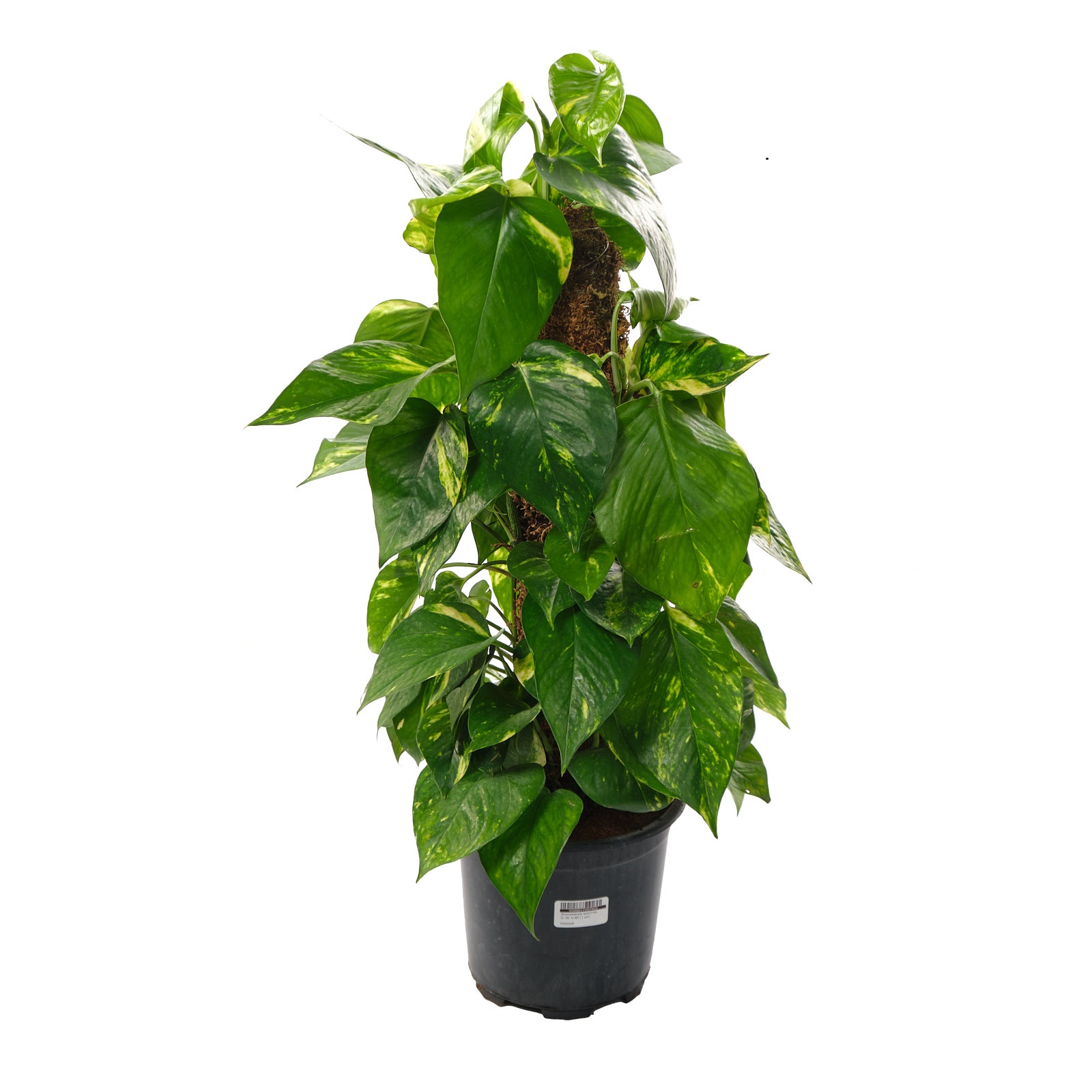 Эпипремнум моссток