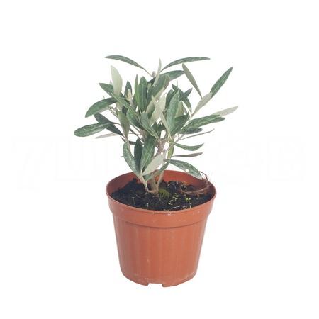 Олива штамб