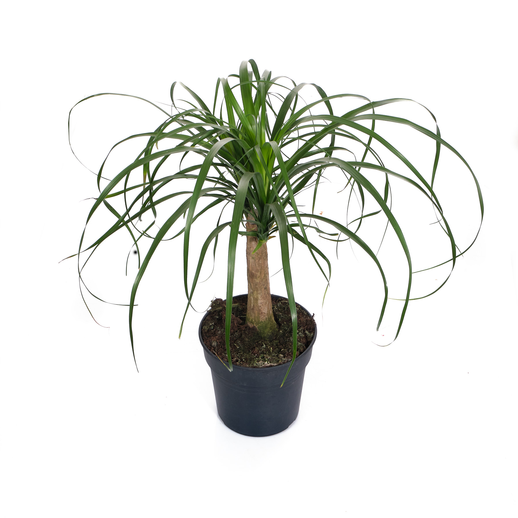 Нолина штамбовая