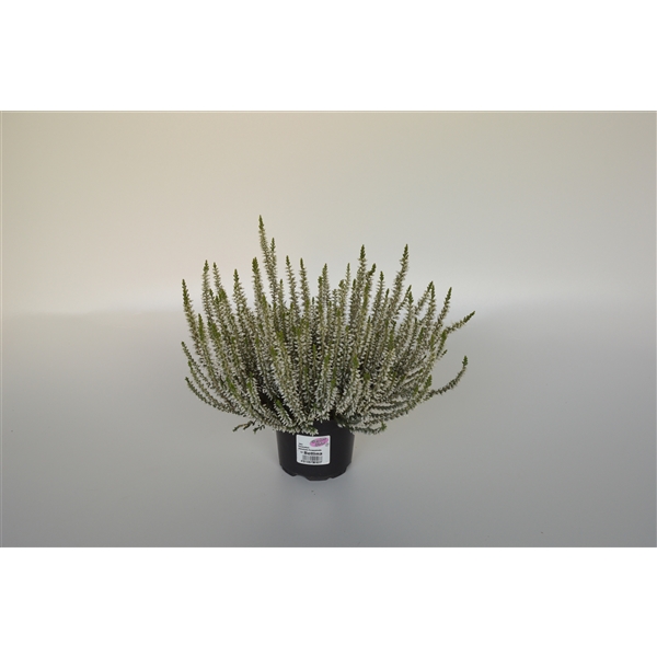 Каллуна Гарден Герл Алисия