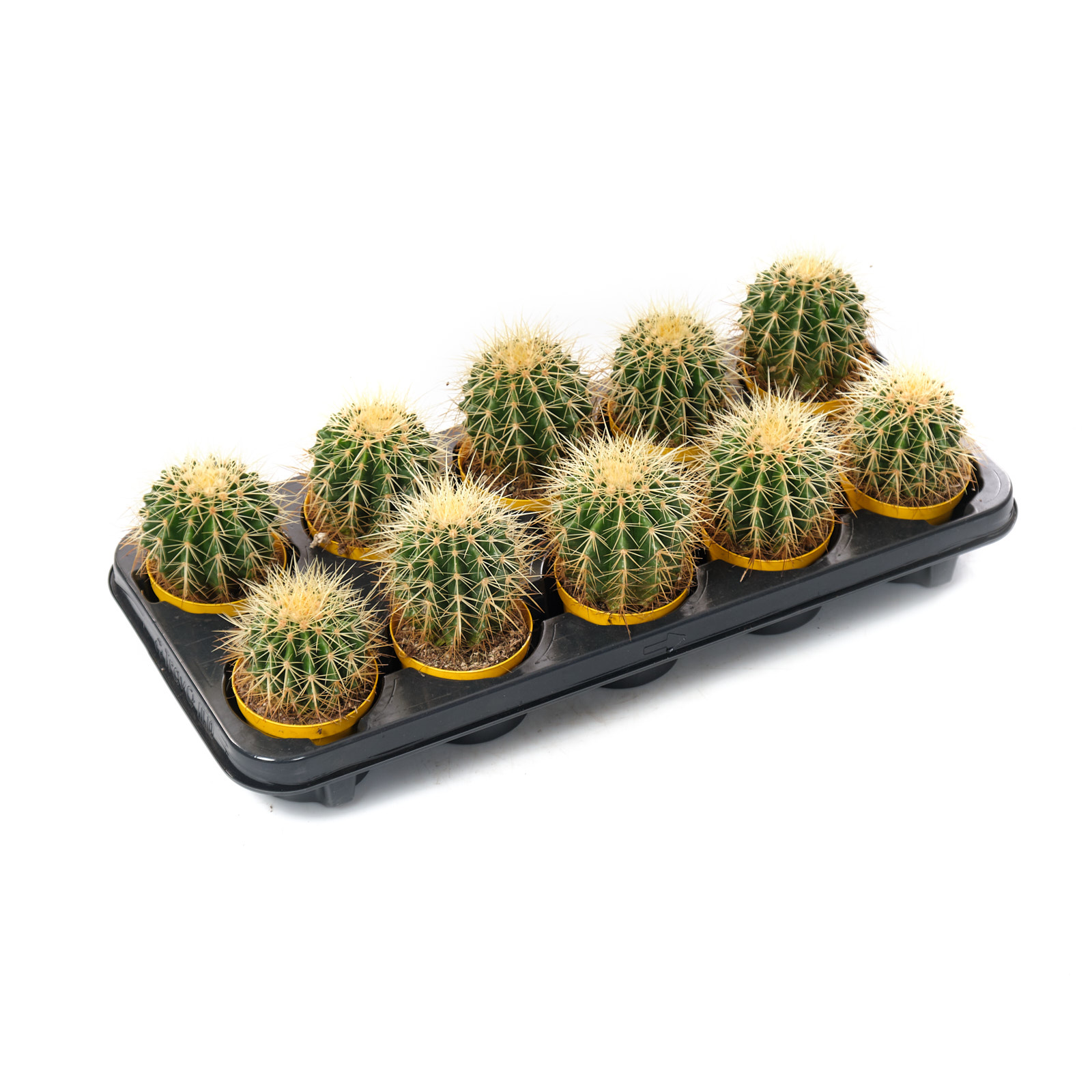 Эхинокактус Грузони