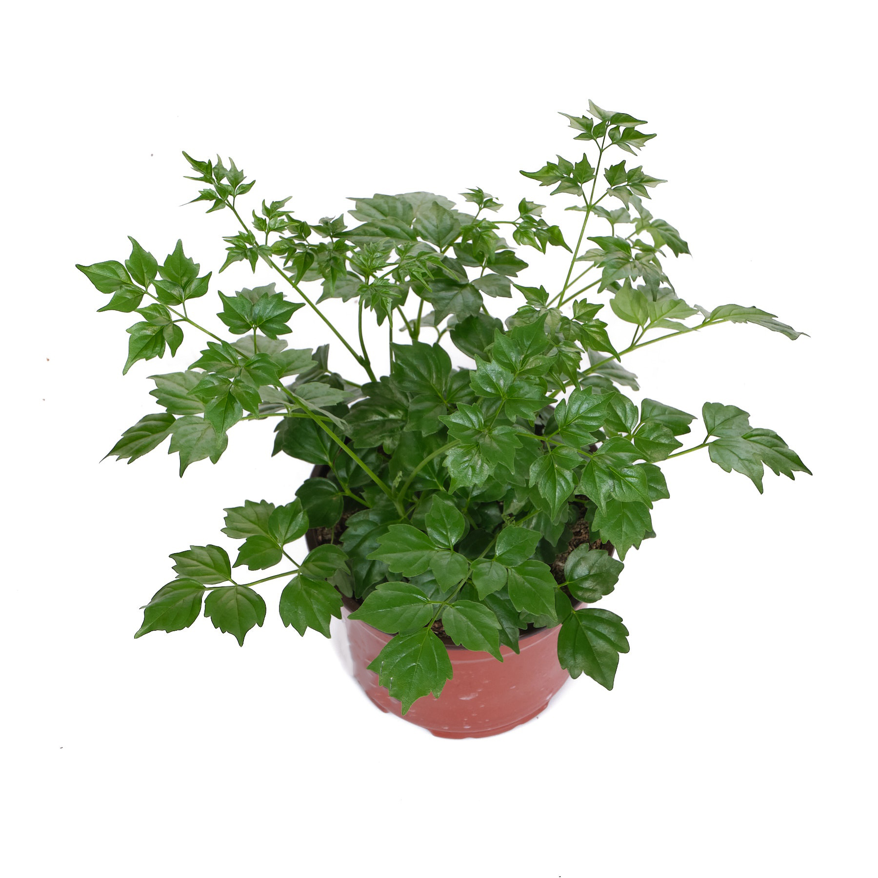 Радермахера