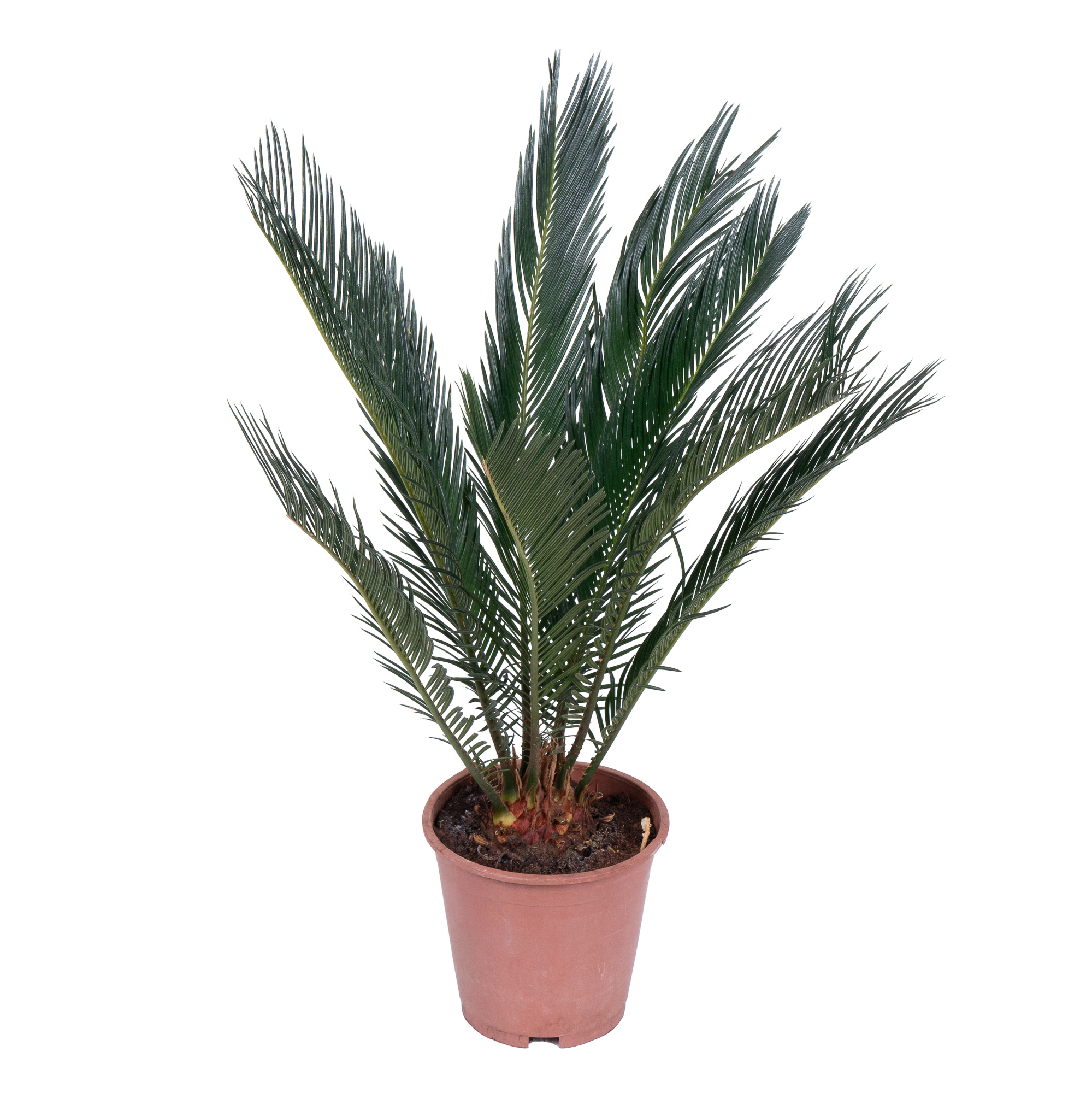 Цикас Революта