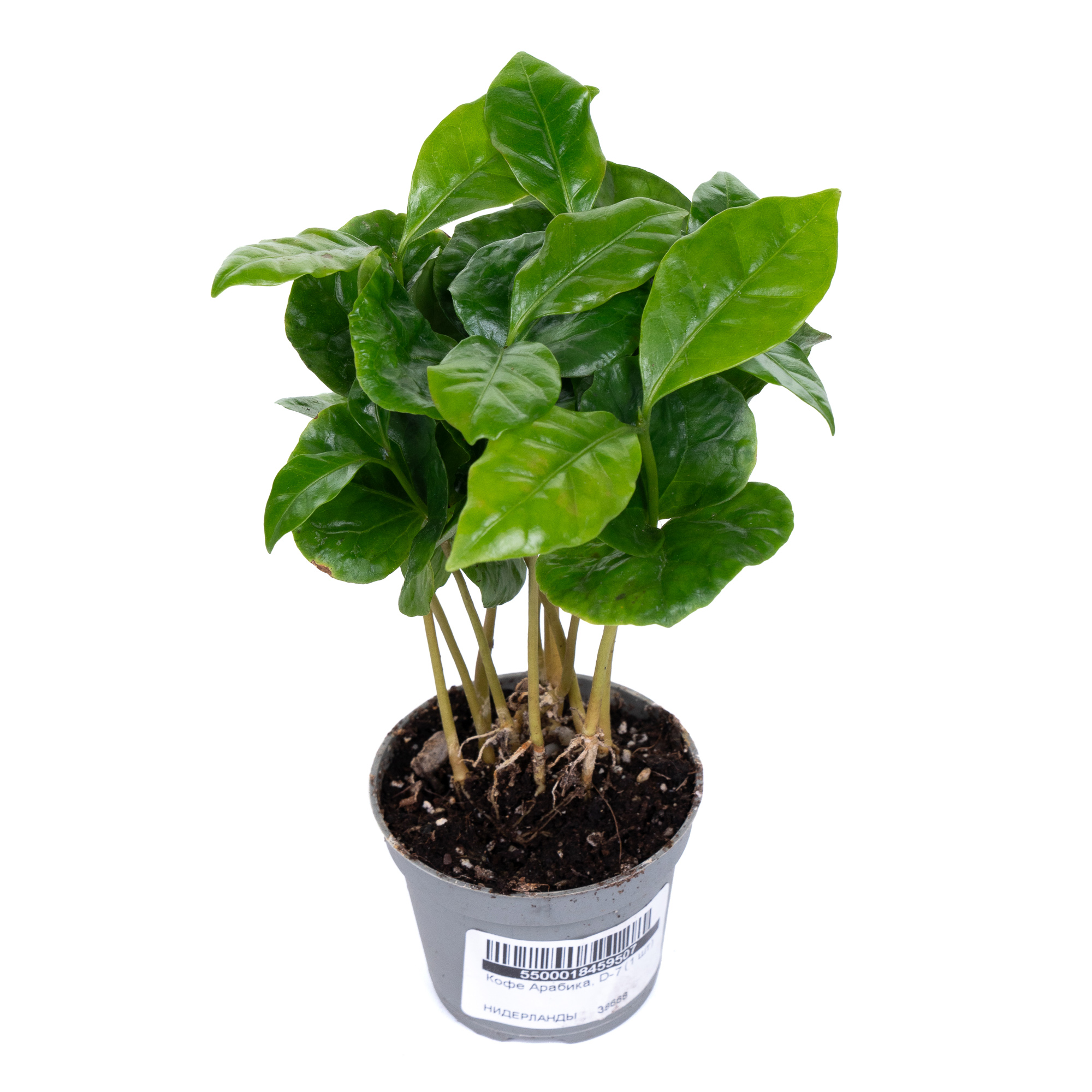 Кофе Арабика