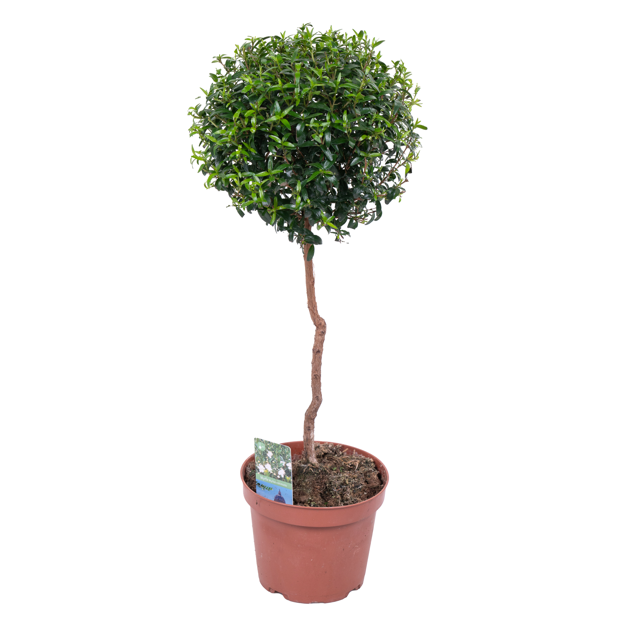 Мирт обыкновенный штамбовый