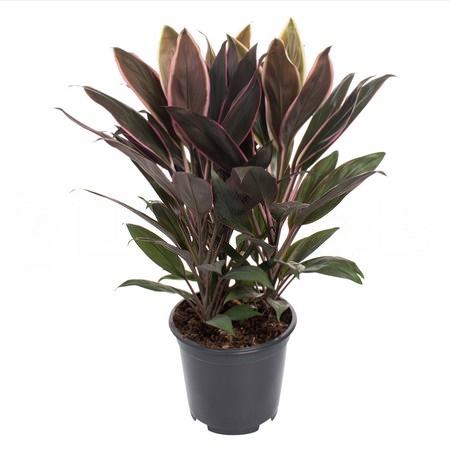 Кордилина Румба