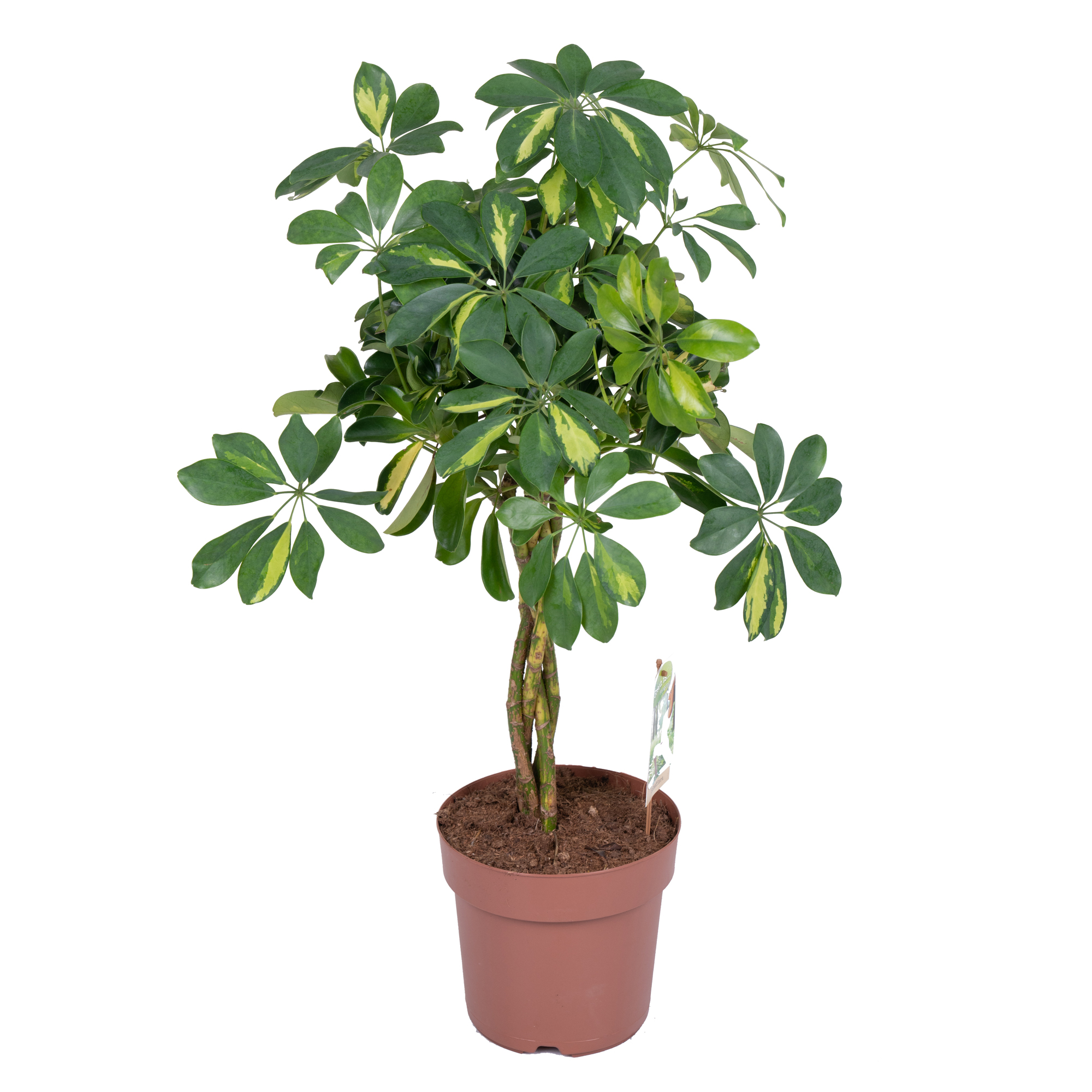 Шеффлера Голд Капелла переплетенная