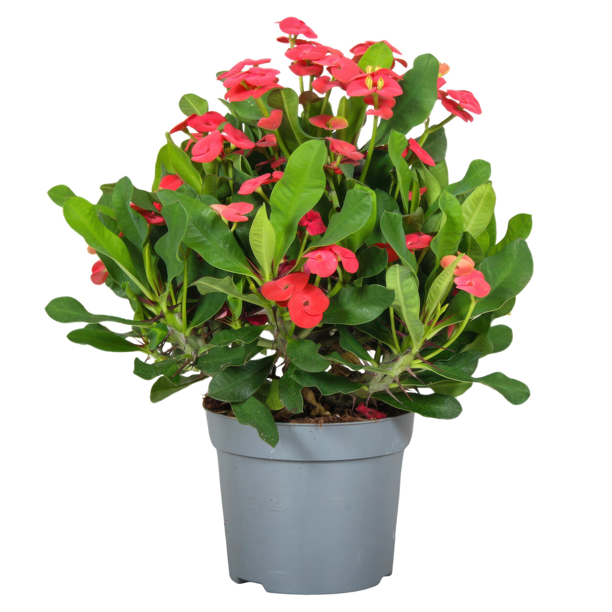 Эуфорбия милии Вулканус