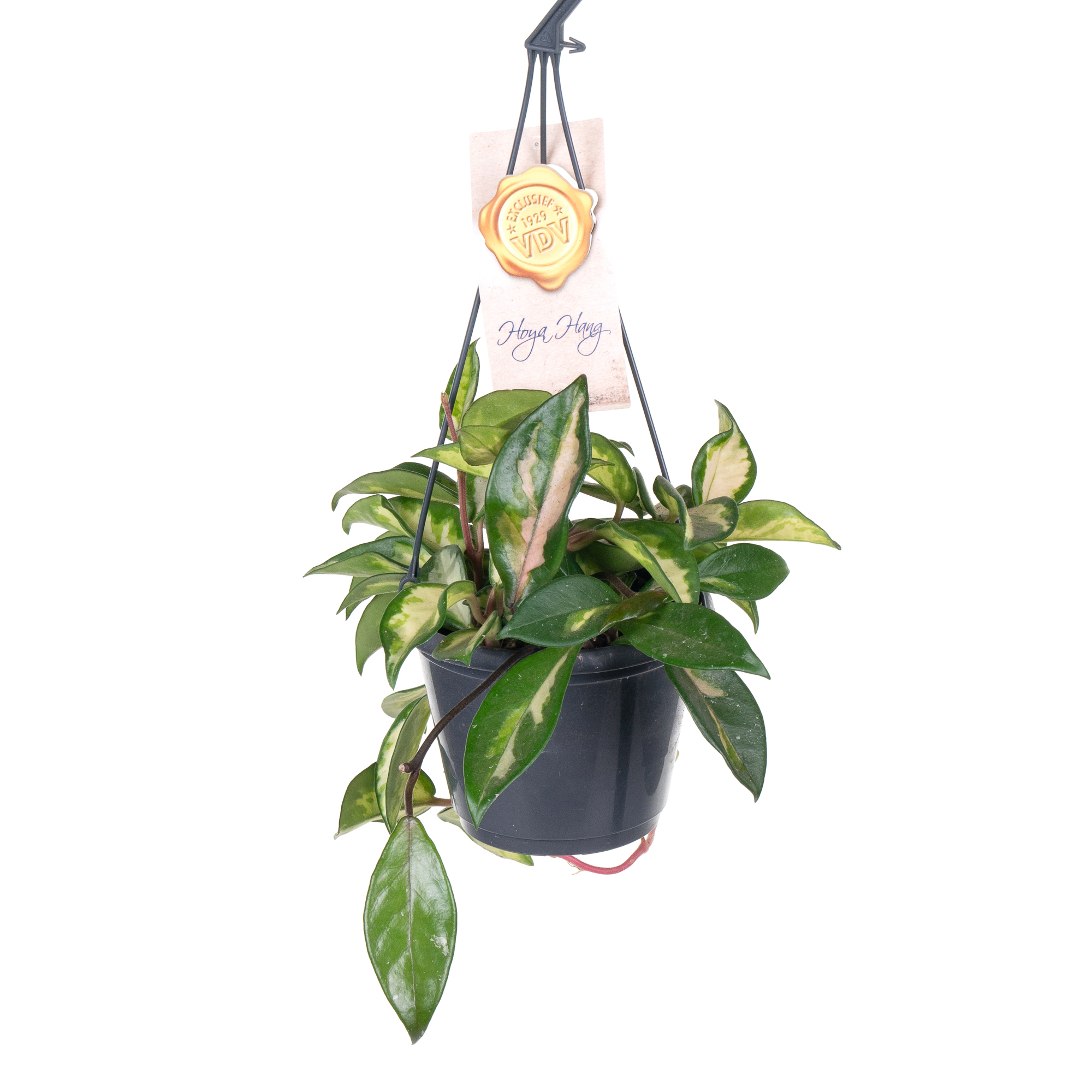 Хойя Карноса Триколор подвесная