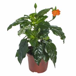 Кроссандра Фортуна