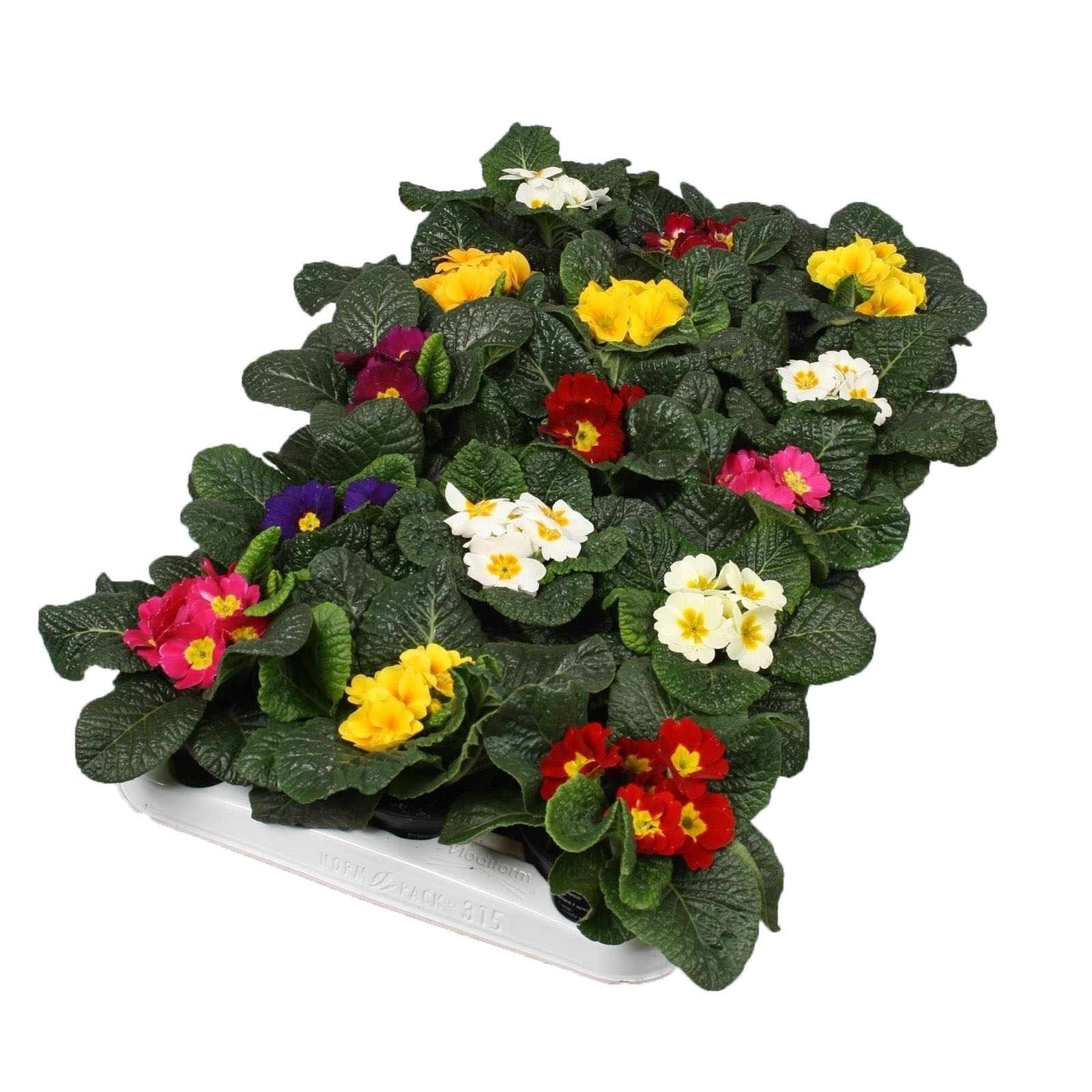 Примула акаулис Микс