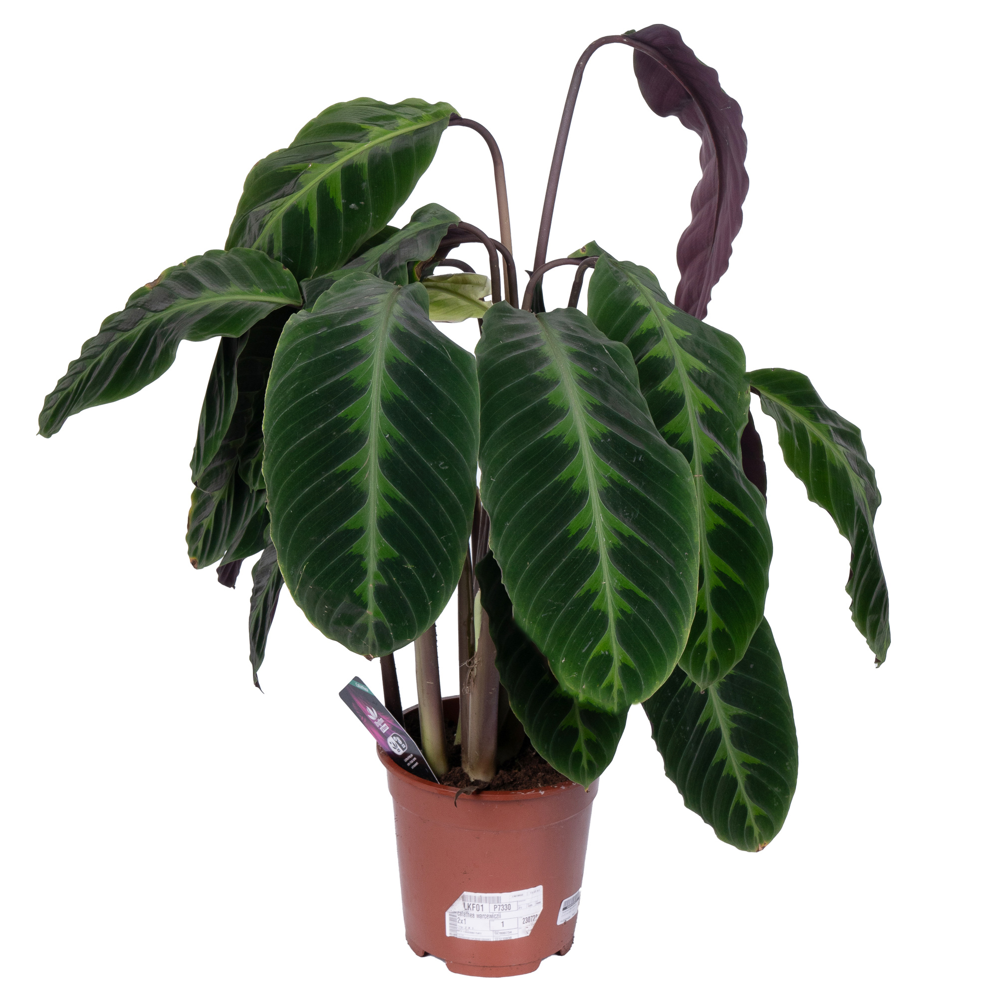 Калатея Варшевичи