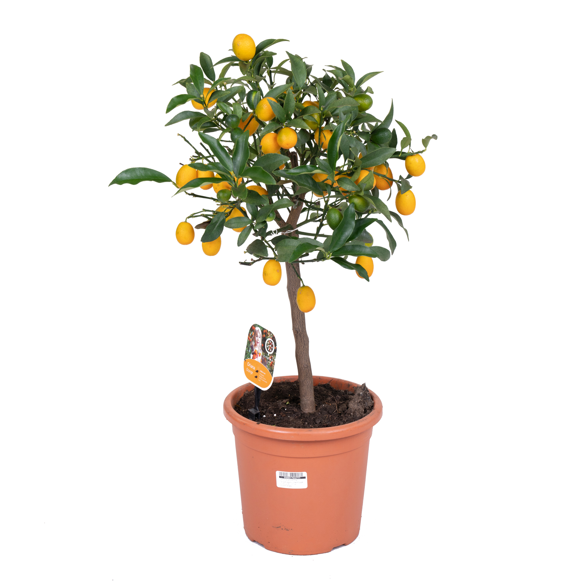 Цитрофортунелла Каламондин штамбовая