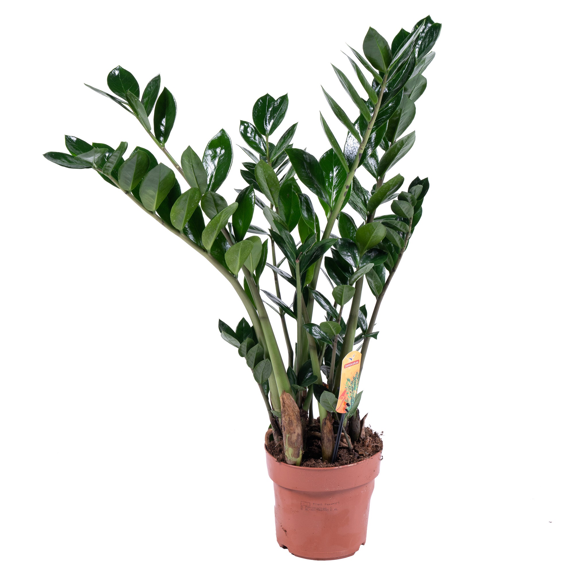 Замиокулкас