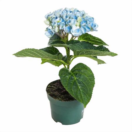 Гортензия Меджикал Революшен синяя