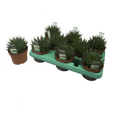 Алоэ остистое