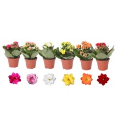 Каланхое Росалина микс