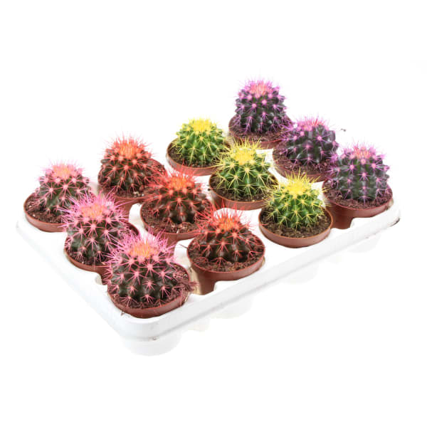 Эхинокактус Грузони краш. микс